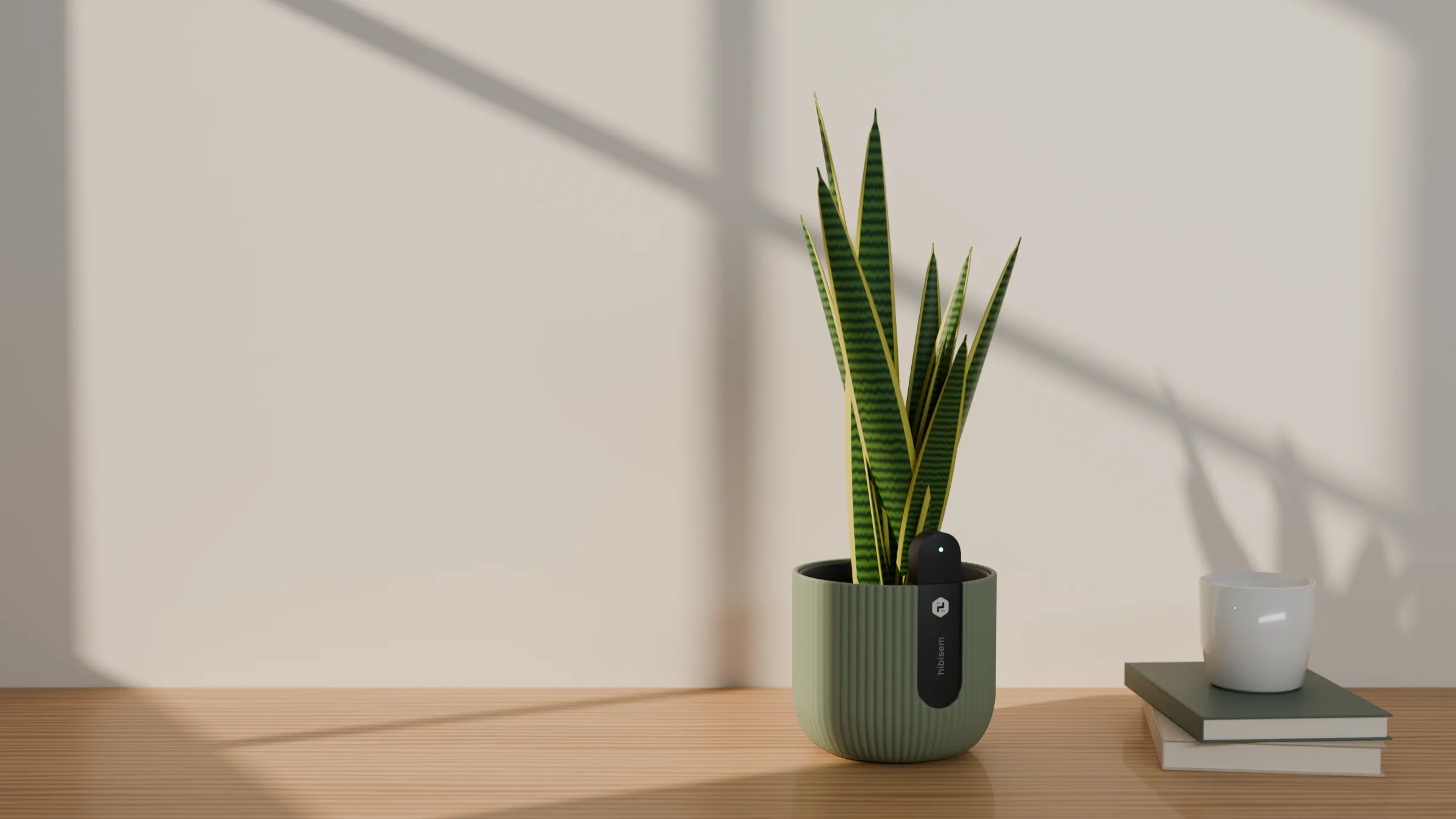 Sage-green Hibisem pot with a snake plant on an oak windowsill in warm window light